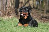 ROTTWEILER 520